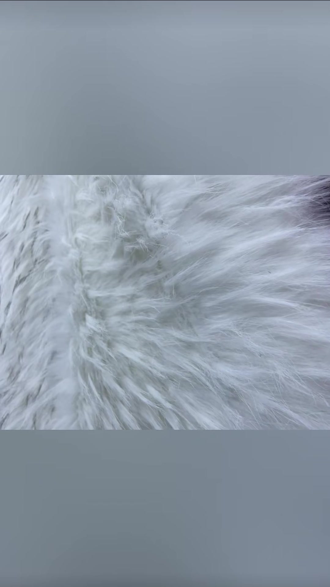 Pelo de Mapache Blanco Puntas Grises