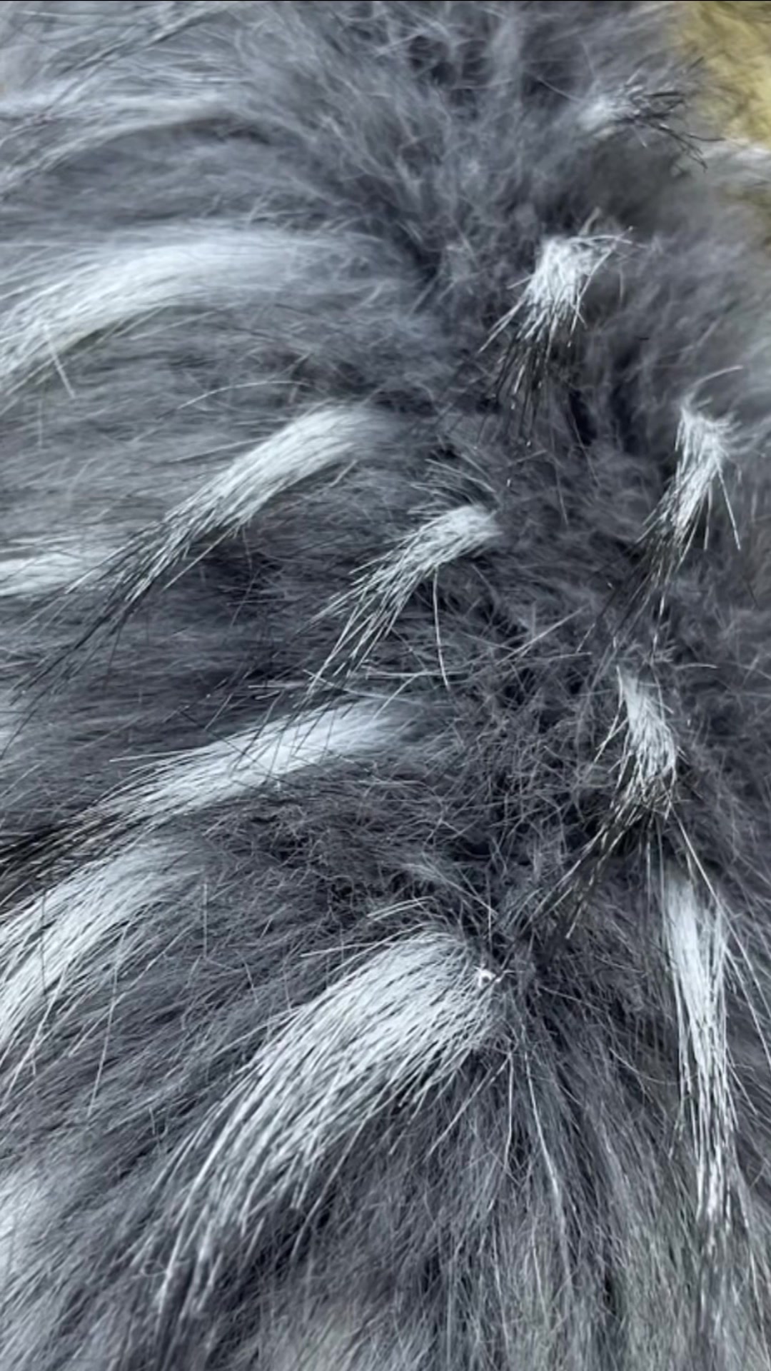Pelo de Mapache Gris Plateado Escarchado